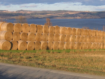 Bare 20 prosent av halmen brukes som strø eller fôr. (Foto: Ragnar Eltun) Bare 20 prosent av halmen brukes som strø eller fôr. (Foto: Ragnar Eltun)