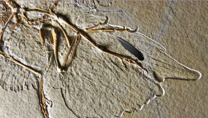 I vingen på en av Archaeopteryx-fossilene var det avtrykk etter en fjær som ligner i form og størrelse. I vingen på en av Archaeopteryx-fossilene var det avtrykk etter en fjær som ligner i form og størrelse.