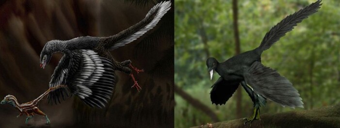 To kunstneriske tolkninger av hvordan Archaeopteryx, urfuglen så ut. To kunstneriske tolkninger av hvordan Archaeopteryx, urfuglen så ut.