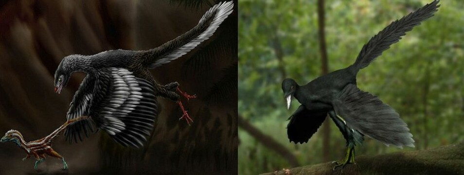 To kunstneriske tolkninger av hvordan Archaeopteryx, urfuglen så ut.