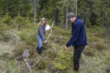 Skogstatistikken er basert på data som er innsamlet i felt av trenede inventører. (Foto: John Y. Larsson / Skog og landskap)