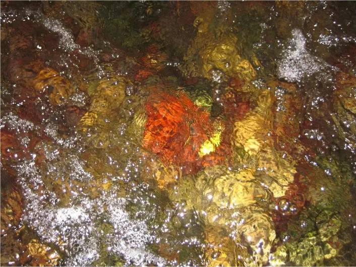 Rødalgen Hildenbrandia rivularis ble funnet i forbindelse med prosjektet "Rødalger i ferskvann".