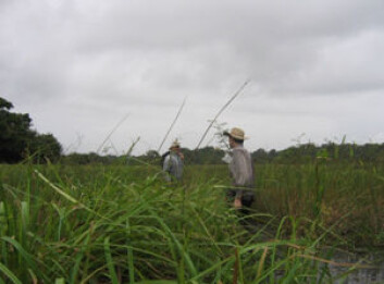 Arkeologer på jakt etter spor av fortidas bønder i våtmark i Fransk Guyana. Kunnskap om dyrkingsmetoder før europeerne kom til Sør-Amerika kan være gull verdt i dag. (Foto: Stephen Rostain) Arkeologer på jakt etter spor av fortidas bønder i våtmark i Fransk Guyana. Kunnskap om dyrkingsmetoder før europeerne kom til Sør-Amerika kan være gull verdt i dag. (Foto: Stephen Rostain)