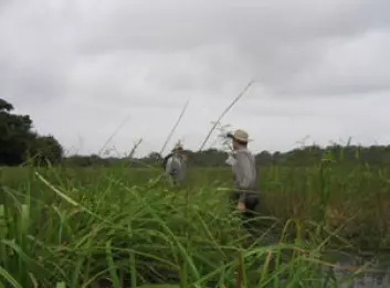 Arkeologer på jakt etter spor av fortidas bønder i våtmark i Fransk Guyana. Kunnskap om dyrkingsmetoder før europeerne kom til Sør-Amerika kan være gull verdt i dag. (Foto: Stephen Rostain)