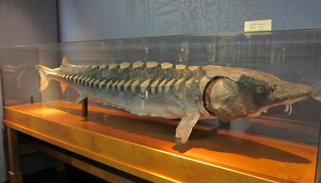 Europeisk stør var tidligere utbredt langs europeiske kyster, men svømmer nå på kanten av utryddelse. Kan arten, som blir opptil seks meter lang og 400 kilo tung, ha forårsaket turisteventyret i Loch Ness? Europeisk stør var tidligere utbredt langs europeiske kyster, men svømmer nå på kanten av utryddelse. Kan arten, som blir opptil seks meter lang og 400 kilo tung, ha forårsaket turisteventyret i Loch Ness?