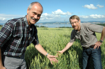 Forsker Mauritz Åssveen og forskningsleder Ragnar Eltun i et av kornfeltene ved Bioforsk Øst Apelsvoll. (Foto: Jon Schärer) Forsker Mauritz Åssveen og forskningsleder Ragnar Eltun i et av kornfeltene ved Bioforsk Øst Apelsvoll. (Foto: Jon Schärer)