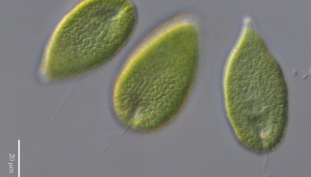 The algae Gonyostomum semen under a microscope. The algae Gonyostomum semen under a microscope.