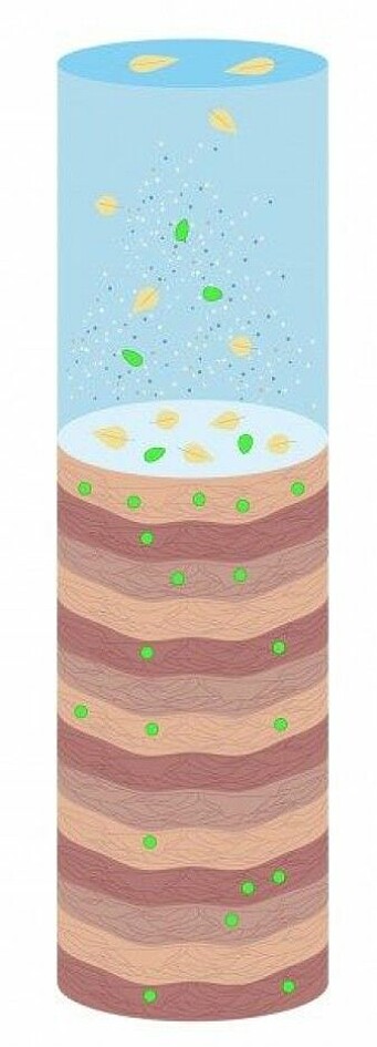 Illustration of how the layers at the bottom of a lake are formed. When algae, animals and plants die and decompose, they fall to the lake’s bottom. Together with all the nutrients, pollution and other particles from the lake and the surrounding area, they become part of it. Eventually, there are layer upon layer of material. The green dots symbolize the colour pigments Camilla Hagman has been looking for in the core samples.