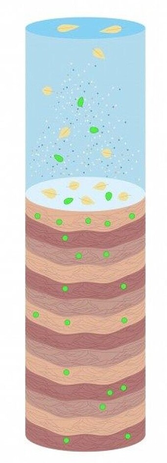 Illustration of how the layers at the bottom of a lake are formed. When algae, animals and plants die and decompose, they fall to the lake’s bottom. Together with all the nutrients, pollution and other particles from the lake and the surrounding area, they become part of it. Eventually, there are layer upon layer of material. The green dots symbolize the colour pigments Camilla Hagman has been looking for in the core samples. Illustration of how the layers at the bottom of a lake are formed. When algae, animals and plants die and decompose, they fall to the lake’s bottom. Together with all the nutrients, pollution and other particles from the lake and the surrounding area, they become part of it. Eventually, there are layer upon layer of material. The green dots symbolize the colour pigments Camilla Hagman has been looking for in the core samples.