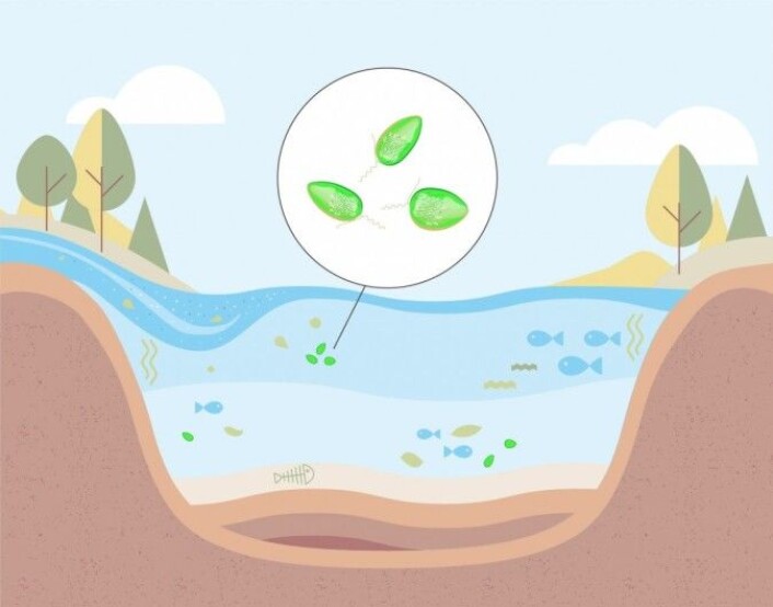 Lake with algae. Lake with algae.