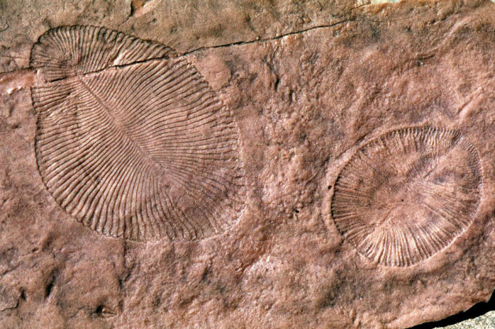 Fossil av Dickinsonia, primitiv livsform fra Ediacara. Nå mener den amerikanske forskeren Gregory Retallack at steinen omkring denne organismen var jord. Dette viser ifølge Retallack at den levde på land, ikke i vannet. (Foto: G. Retallack) Fossil av Dickinsonia, primitiv livsform fra Ediacara. Nå mener den amerikanske forskeren Gregory Retallack at steinen omkring denne organismen var jord. Dette viser ifølge Retallack at den levde på land, ikke i vannet. (Foto: G. Retallack)