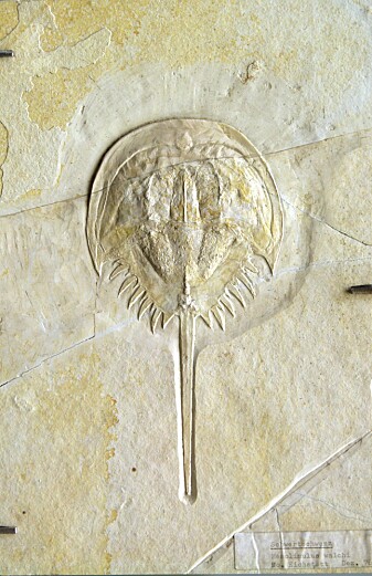 Et dolkhale-fossil, slående lik de som fortsatt krabber på amerikanske strender. Et dolkhale-fossil, slående lik de som fortsatt krabber på amerikanske strender.