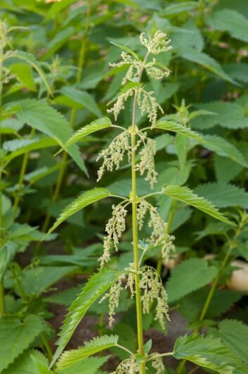 Ugress som svir når det kommer i kontakt med hud. (Foto: E. Fløistad, Bioforsk) Ugress som svir når det kommer i kontakt med hud. (Foto: E. Fløistad, Bioforsk)