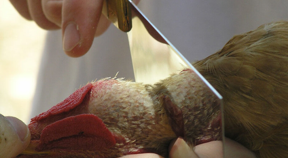 Slaktelov med antisemittiske røtter