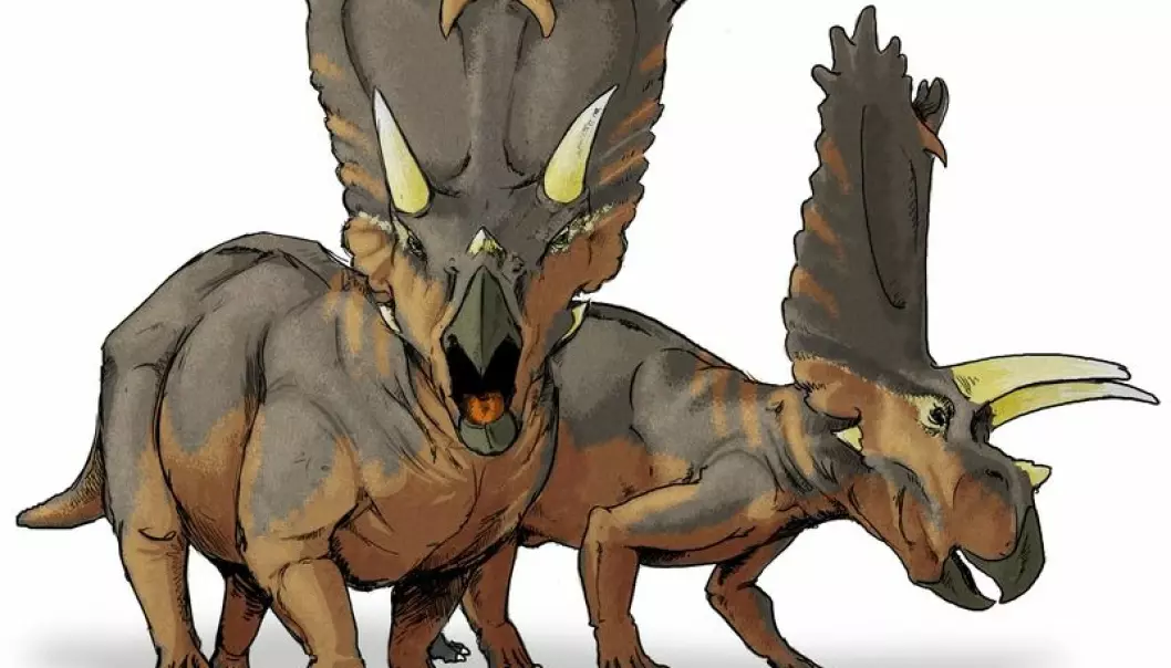 Slik tror forskere at dinosauren Pentaceratops så ut. Men de kan bare finne hudavtrykk og knokler fra dinosaurene - selve kroppen er for lengst råtnet bort. Wikimedia commons