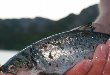 Lakselus på fisk. (Foto: Havforskningsinstituttet) Lakselus på fisk. (Foto: Havforskningsinstituttet)