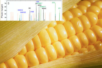 Ny metode identifiserer både hvilke typer genmodifisert mais som finnes i matvaren og den eksakte mengden av GMO. (Illustrasjon: Nofima) Ny metode identifiserer både hvilke typer genmodifisert mais som finnes i matvaren og den eksakte mengden av GMO. (Illustrasjon: Nofima)