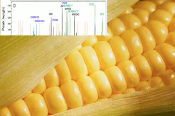 Ny metode identifiserer både hvilke typer genmodifisert mais som finnes i matvaren og den eksakte mengden av GMO. (Illustrasjon: Nofima)