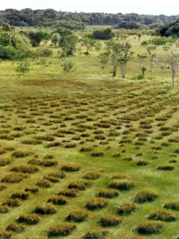 Dyrkingsfelt med de spesielle jordhaugene som ble brukt av bønder i dagens Fransk Guyana før europeerne kom. (Foto: Stephen Rostain)