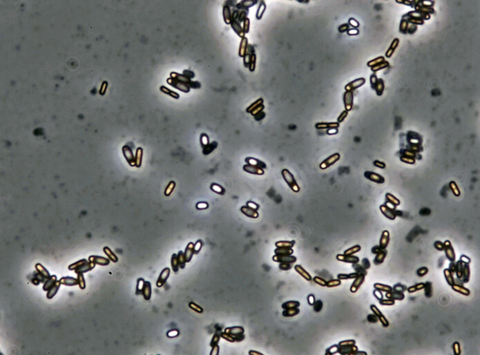 Bacillus licheniformis danner lysende sporer inni morcellen etter tre til fem dager når det er mangel på næring. Sporen tåler frost, tørke og høy temperatur. Bildet er tatt med 1000x forstørrelse i et mikroskop. Bacillus licheniformis danner lysende sporer inni morcellen etter tre til fem dager når det er mangel på næring. Sporen tåler frost, tørke og høy temperatur. Bildet er tatt med 1000x forstørrelse i et mikroskop.