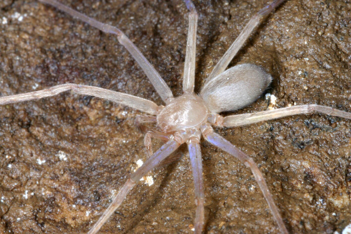 Sinopoda scurion i sitt naturlige miljø, her kanskje opplyst av hodelykta den er oppkalt etter. (Foto: Senckenberg) Sinopoda scurion i sitt naturlige miljø, her kanskje opplyst av hodelykta den er oppkalt etter. (Foto: Senckenberg)
