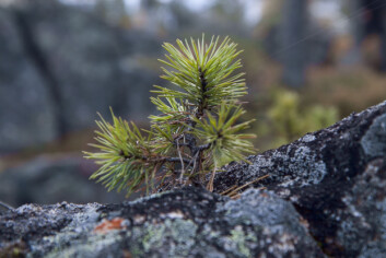 Tilveksten er beskjeden i uproduktiv skog. 5,2 prosent av den totale tilveksten skjer her. (Foto: John Y. Larsson / Skog og landskap) Tilveksten er beskjeden i uproduktiv skog. 5,2 prosent av den totale tilveksten skjer her. (Foto: John Y. Larsson / Skog og landskap)