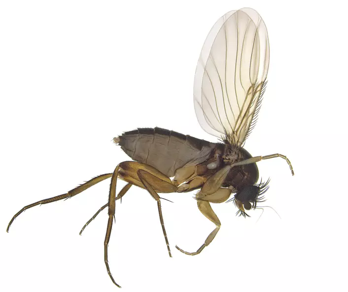 Pukkelfluer (Phoridae) er det vi kaller en hyperdivers gruppe, spesielt slekten Megaselia, det vil si at det finnes veldig mange arter innen denne slekten. (Foto: Geir Søli / Naturhistorisk museum / Universitetet i Oslo
