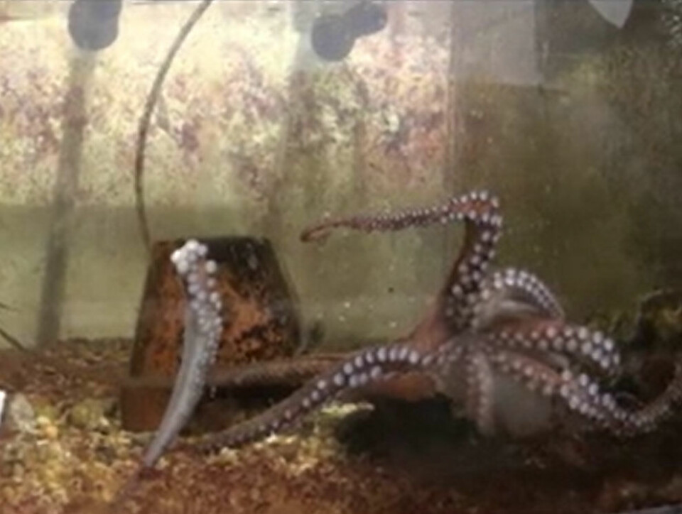 Blekksprut møter avkuttet tentakel. (Foto: Current Biology, Nesher et al.)