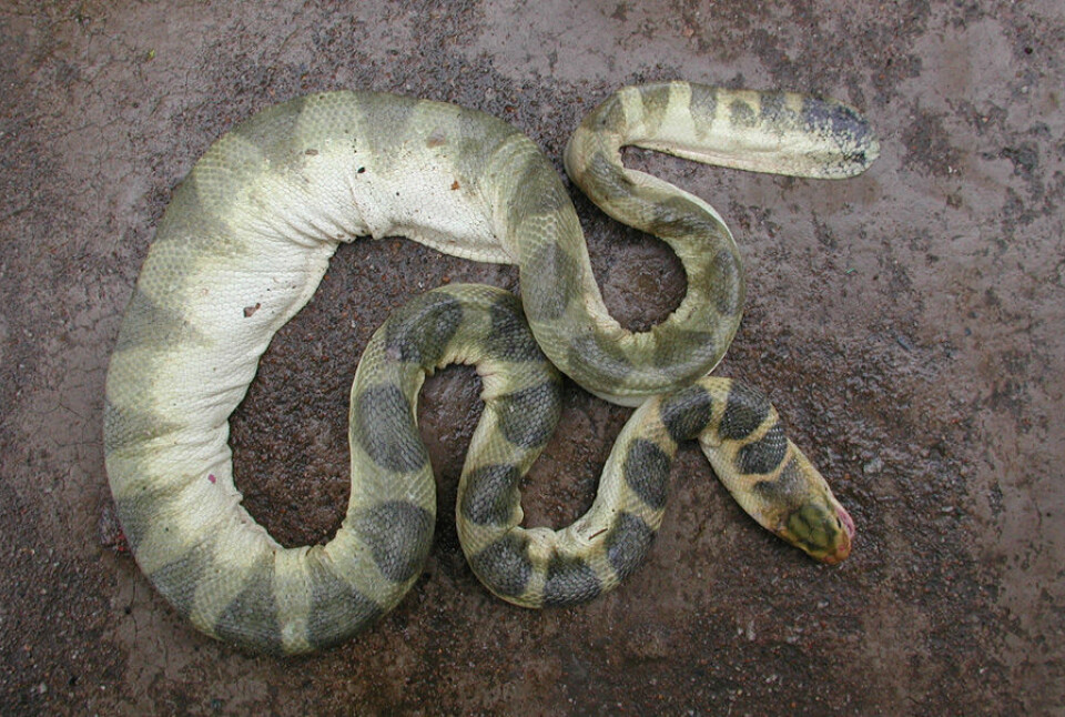 Dansk havslangeforsker vil vite hvilke slanger som står bak biteepisodene i Vietnam. Ved å identifisere slangene håper han å kunne lage motgift, slik at menneskeliv kan reddes. (Foto: Arne Redsted Rasmussen)