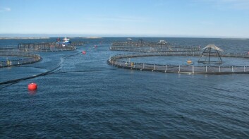 (Foto: Havforskningsinstituttet) (Foto: Havforskningsinstituttet)
