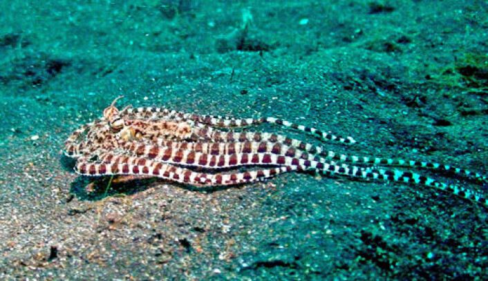 Denne blekkspruten, som lever i varme farvann i Asia, kan imitere en rekke fisker og dyr. Her etterligner den en giftig flatfisk. (Foto: Rich Ross) Denne blekkspruten, som lever i varme farvann i Asia, kan imitere en rekke fisker og dyr. Her etterligner den en giftig flatfisk. (Foto: Rich Ross)
