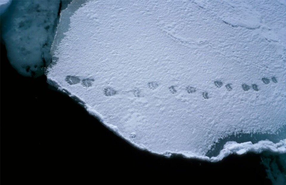 Havisutbredelsen i Arktis er nå på sitt minimum for de siste 1450 årene. (Foto: Sebastian Gerland/Norsk Polarinstitutt)