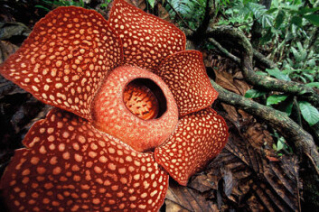 "Nærbilde av rafflesia." "Nærbilde av rafflesia."