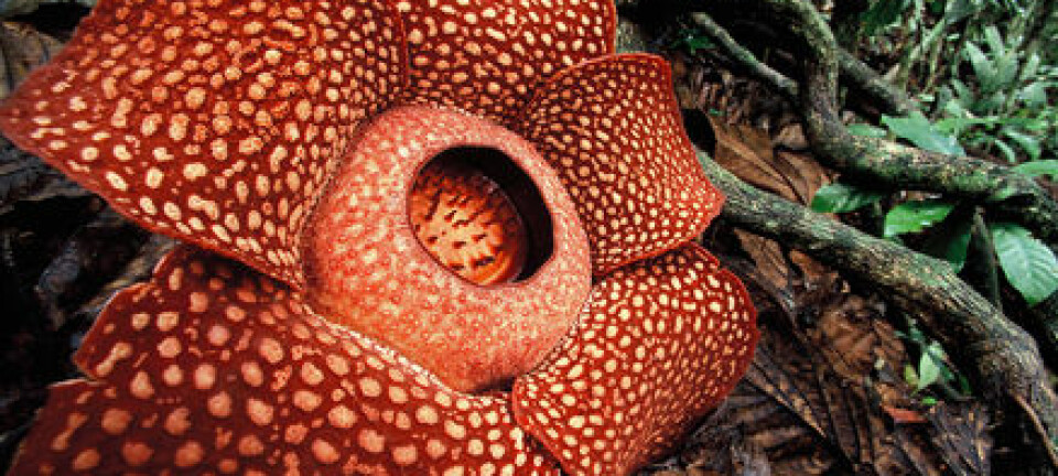 'Nærbilde av rafflesia.'