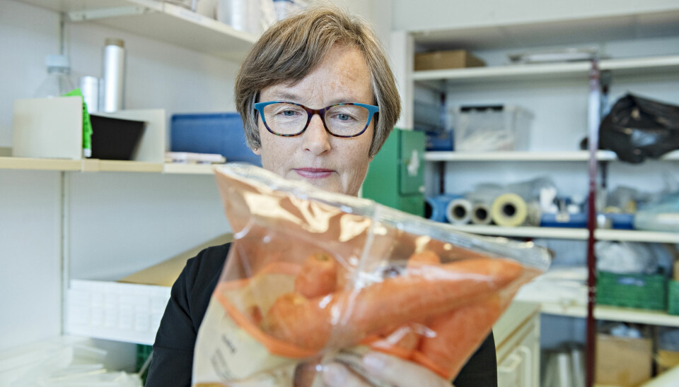 Hanne Larsen forsker på hva som er den beste måten å oppbevare gulrøtter.