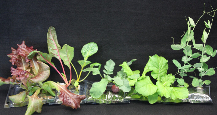 Grønt knask som er blitt testet i VEGGIE før avreise til den internasjonale romstasjonen neste år inkluderer forskjellige typer grønne salater, reddiker og erter. (Foto: NASA) Grønt knask som er blitt testet i VEGGIE før avreise til den internasjonale romstasjonen neste år inkluderer forskjellige typer grønne salater, reddiker og erter. (Foto: NASA)