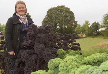 Stipendiat Helle Olsen har funnet at det er mer sunne næringsstoffer tilgjengelig i rå grønnkål enn i kokt, og flere i de grønne enn i de røde variantene. (Foto: Kjell Merok, Nofima) Stipendiat Helle Olsen har funnet at det er mer sunne næringsstoffer tilgjengelig i rå grønnkål enn i kokt, og flere i de grønne enn i de røde variantene. (Foto: Kjell Merok, Nofima)