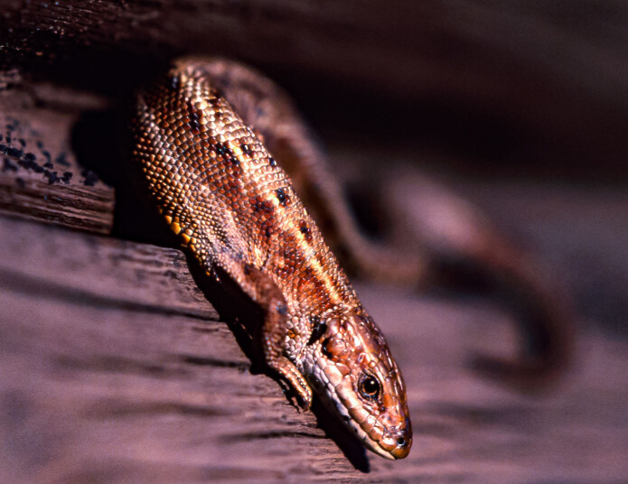 Mange lesere tror de har funnet salamander, men bildene de sender viser at det er firfisle de har funnet. Mange lesere tror de har funnet salamander, men bildene de sender viser at det er firfisle de har funnet.