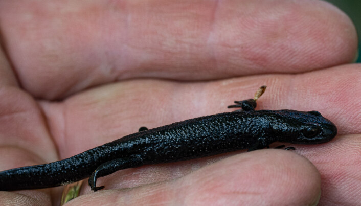 Når leserne har funnet storsalamander er det ofte små, ikke kjønnsmodne individer på høsttrekk. Når leserne har funnet storsalamander er det ofte små, ikke kjønnsmodne individer på høsttrekk.