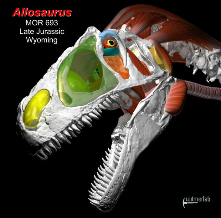 Hodet til Allosaurus er gjenskapt i stor detaljrikdom, med muskler og organer. (Foto: (Illustrasjon: WitmerLab ved Ohio University)) Hodet til Allosaurus er gjenskapt i stor detaljrikdom, med muskler og organer. (Foto: (Illustrasjon: WitmerLab ved Ohio University))