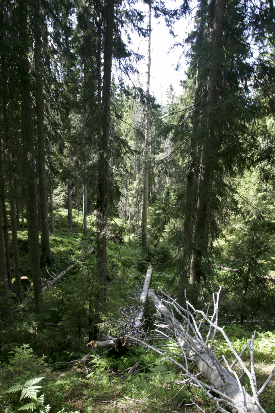 2 059 kvadratkilometer, eller 2,4 prosent av det produktive skogarealet omfattes av vern. Bildet viser læger, liggende dødved i det som het Ormtjernkampen nasjonalpark og som i dag heter Langsua nasjonalpark. (Foto: John Y. Larsson / Skog og landskap)
