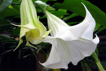 Engletrompet (Brugmansia). (Foto: iStockphoto) Engletrompet (Brugmansia). (Foto: iStockphoto)
