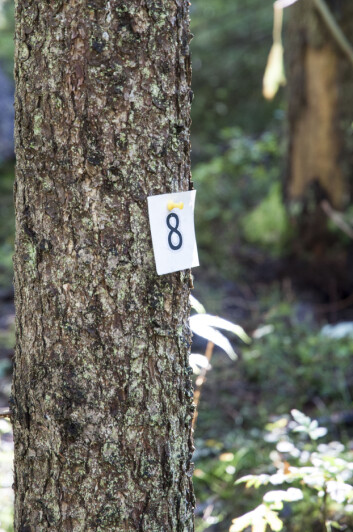 Alle trærne på Landsskogtakseringens 250 kvadratmeter flater blir merket med et nummer og registrert på kartet. (Foto: Lars Sandved Dalen/Skog og landskap) Alle trærne på Landsskogtakseringens 250 kvadratmeter flater blir merket med et nummer og registrert på kartet. (Foto: Lars Sandved Dalen/Skog og landskap)