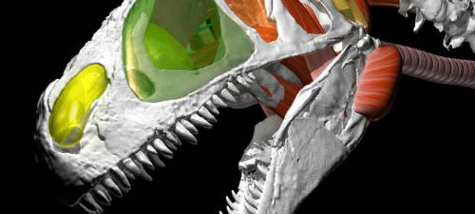Allosaurus gjenskapt. (Illustrasjon: WitmerLab ved Ohio University)