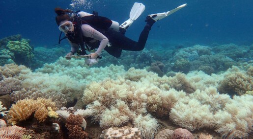 Great Barrier Reef har mistet halvparten av korallene, viser studie