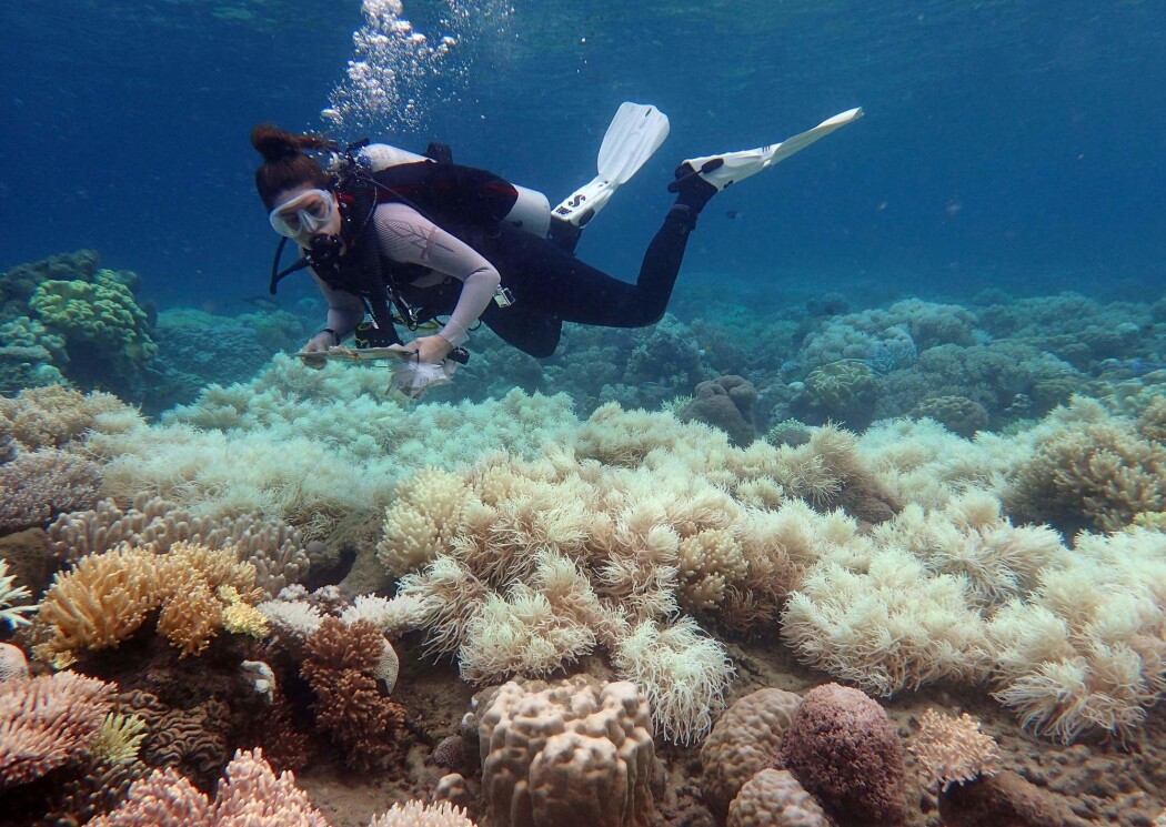 Samlet sett har Great Barrier Reef mistet rundt halvparten av korallene siden 1995, ifølge forskerne. Hovedårsaken er global oppvarming og stadig varmere havvann. Samlet sett har Great Barrier Reef mistet rundt halvparten av korallene siden 1995, ifølge forskerne. Hovedårsaken er global oppvarming og stadig varmere havvann.