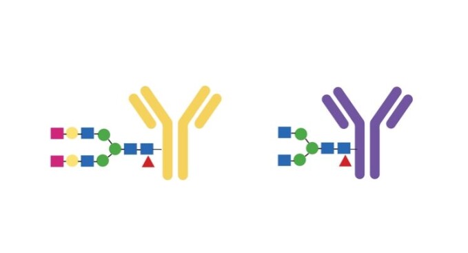 Found two errors. The research showed that patients with perforated skeletons were missing two sugar molecules at the end of a long chain inside the antibody. Found two errors. The research showed that patients with perforated skeletons were missing two sugar molecules at the end of a long chain inside the antibody.