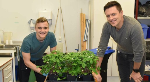 Disse jordbærene er Norges første genredigerte matplanter