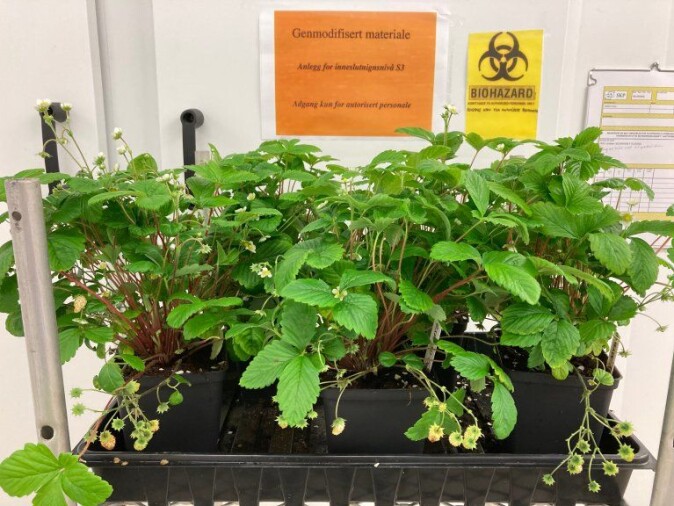 Det vil være umulig å skille disse plantene fra andre jordbærplanter, bortsett fra at de har den mutasjonen forskerne ønsker. CRISPR-teknologien gjør det mulig å få til disse endringene raskt og presist. Det vil være umulig å skille disse plantene fra andre jordbærplanter, bortsett fra at de har den mutasjonen forskerne ønsker. CRISPR-teknologien gjør det mulig å få til disse endringene raskt og presist.