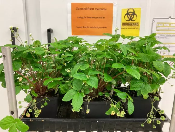 Det vil være umulig å skille disse plantene fra andre jordbærplanter, bortsett fra at de har den mutasjonen forskerne ønsker. CRISPR-teknologien gjør det mulig å få til disse endringene raskt og presist.